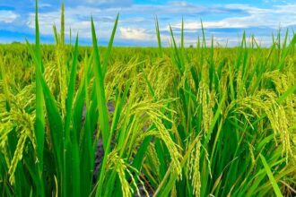 rice