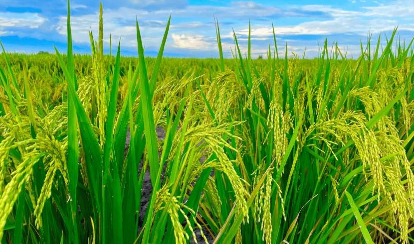rice