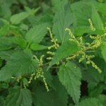 हिमालयन नेटल