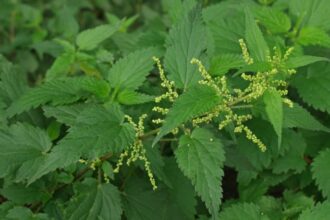 हिमालयन नेटल