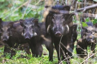 वन्य जीव